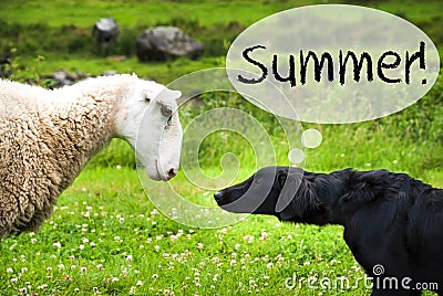 Dog Meets Sheep, Text Summer, Wild Nature Stock Photo
