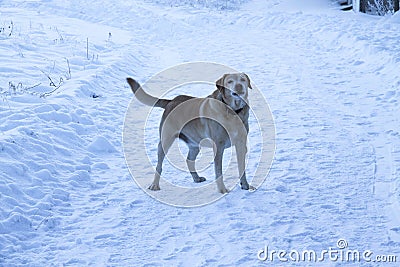 Dog Stock Photo