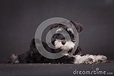 Dog miniature schnauzer lies on a black background, stretched out Stock Photo
