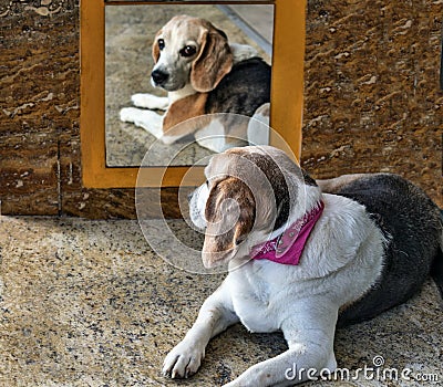 Dog in the mirror Stock Photo