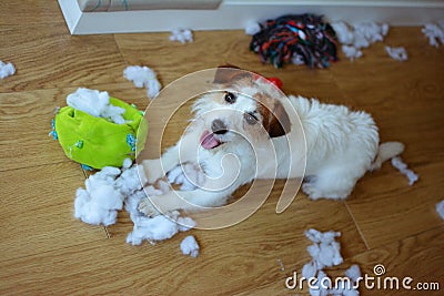 DOG MISCHIEF. FUNNY AND GUILTY JACK RUSSELL DESTROYED A FABRIC AND FLUFFY BALL AND TOYS AT HOME. HIGH ANGLE VIEW Stock Photo