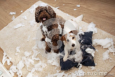 Dog mischief. Two dogs with innocent expression after destroy a pillow. separation anxiety and obedience training concept. High Stock Photo