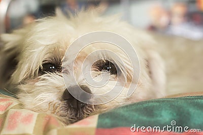 Dog with misterious/sad look Stock Photo