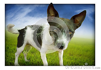 Dog mixed breed Stock Photo