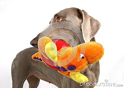 Dog with moppet 2 Stock Photo