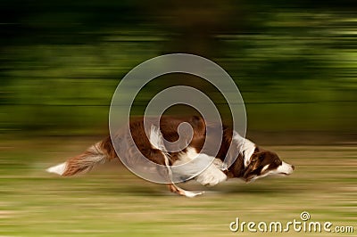 Dog in motion Stock Photo