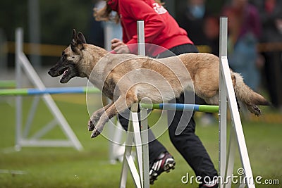 Dog in motion at agility Editorial Stock Photo