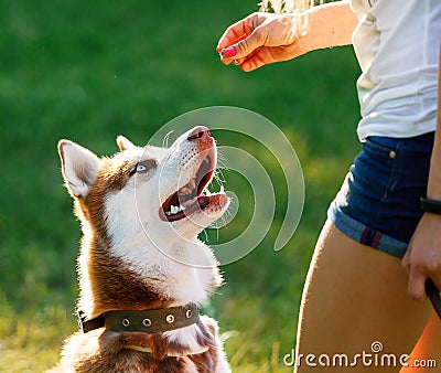 Dog motivational training. Trainer gives the husky a reward Stock Photo