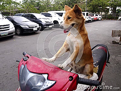 A dog on a motorcycle Editorial Stock Photo