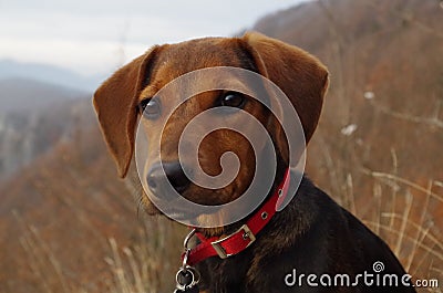 Puppy dog in the mountains looking at the distant landscape Stock Photo