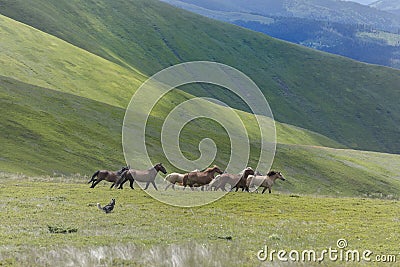 dog in the mountains runs after a herd of horses. The Siberian Husky combines power, speed and endurance Stock Photo