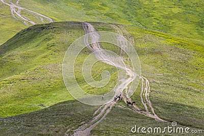 dog in the mountains runs after a herd of horses. The Siberian Husky combines power, speed and endurance Stock Photo