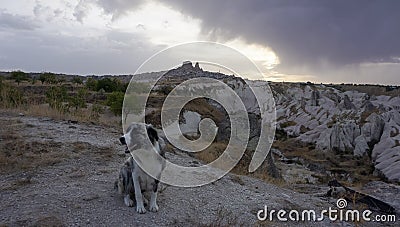 Dog in the mountains and view on valley and fortress in background, Cappadoccia Stock Photo