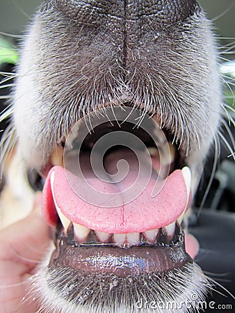 Dog with mouth open, (10) Stock Photo