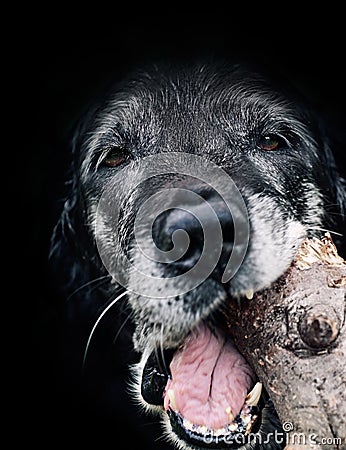 Dog munching log Stock Photo