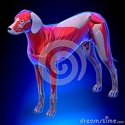 Dog Muscles Anatomy - Anatomy of a Male Dog Muscles Stock Photo