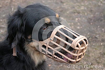 Dog in Muzzle Stock Photo