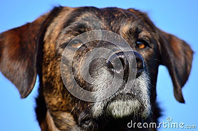 Dog muzzle Stock Photo