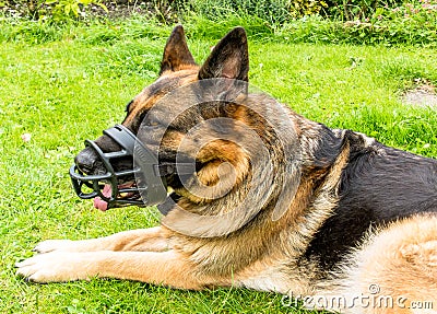 Dog with Muzzle Stock Photo