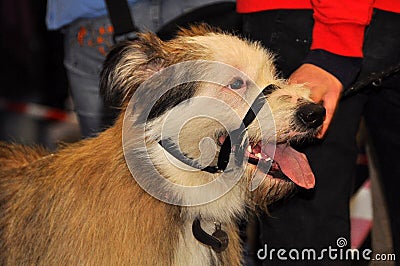 Dog muzzled Stock Photo