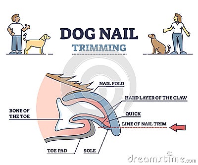 Dog nail trimming with anatomical claw side view structure outline diagram Vector Illustration