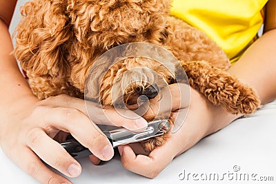 Dog nails being cut and trimmed during grooming Stock Photo