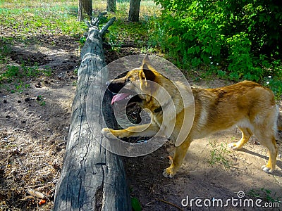 With a dog in nature, a fallen tree and fresh greenery nearby. The daughter of a shepherd dog with a collar. Editorial Stock Photo