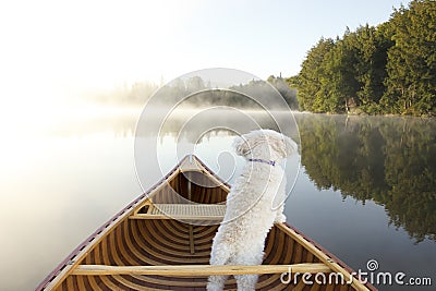 Dog Navigating From the Bow of a Canoe Stock Photo