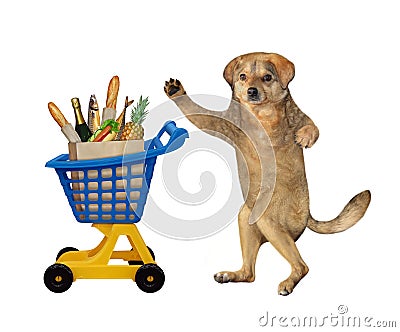 Dog near plastic trolley of food Stock Photo