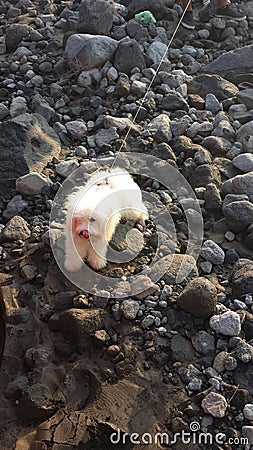 Dog in Nearly dried out Guatemalan river Stock Photo