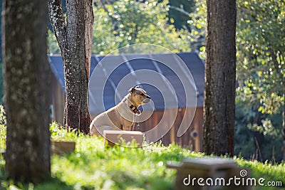 Dog with necklace around the neck, in nature, in the morning sun Stock Photo