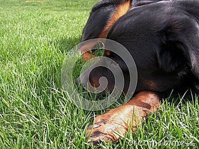 Dog Nestled in Grass Stock Photo