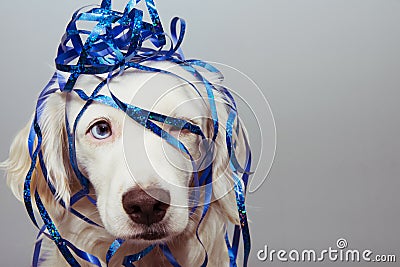 Dog new year, carnival or birthday present with blue eyes and serpentines isolated on whte background Stock Photo