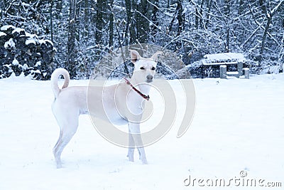 Majestic Dog in Snow, Countryside Nordic Winter at Cabin Cold Portrait Forest Frost Cottage Wild North Weather Stock Photo