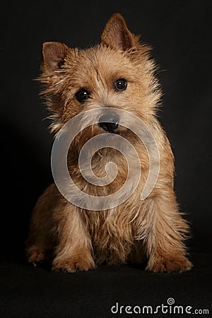 Dog Norwich Terrier on a black background Stock Photo