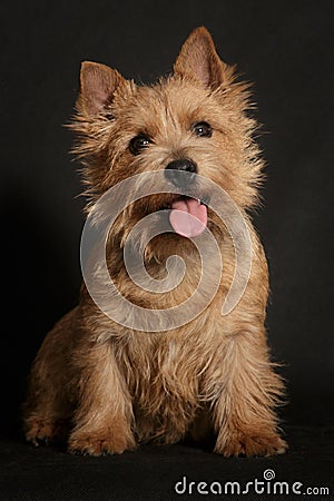 Dog Norwich Terrier on a black background sits Stock Photo
