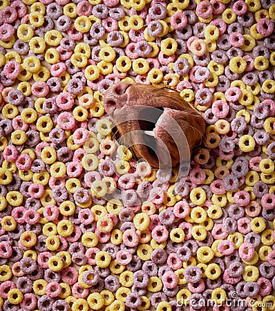 A dog nose amidst candy rings, a unique close-up with a whimsical touch Stock Photo