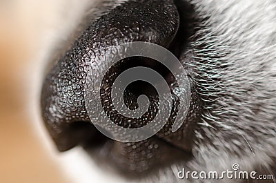 Dog Nose closeup Stock Photo