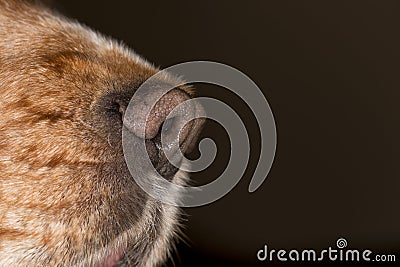 Dog nose macro Stock Photo