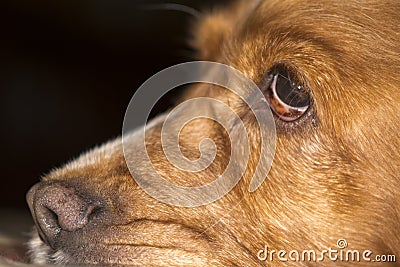 Dog nose macro Stock Photo