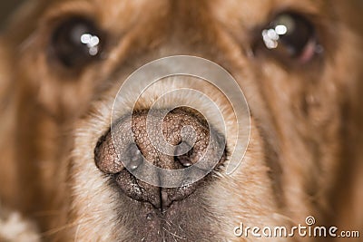 Dog nose macro Stock Photo