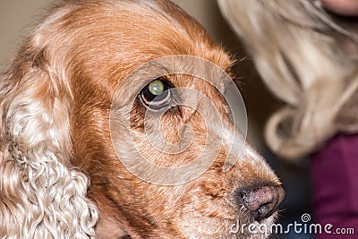 Dog nose macro detail close up Stock Photo