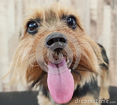 Dog nose and tongue upclose Stock Photo