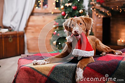 Dog Nova Scotia Duck Tolling Retriever holiday, Christmas Stock Photo