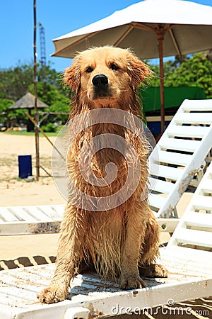The dog on Nusa Dua Beach Stock Photo
