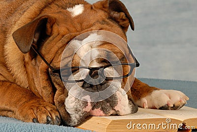 Dog obedience school Stock Photo