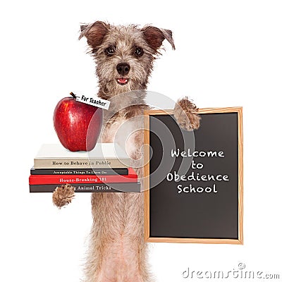 Dog Obedience School Teacher Stock Photo