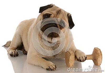 Dog obedience training Stock Photo