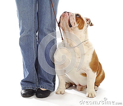 Dog obedience training Stock Photo