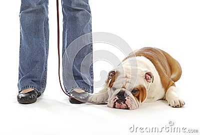 Dog obedience training Stock Photo
